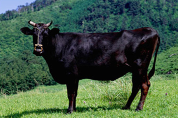 国産黒毛和牛の写真